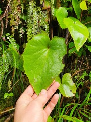 Brachyglottis turneri
