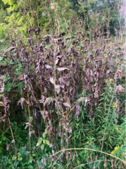 Veronicastrum virginicum