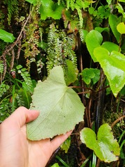 Brachyglottis turneri