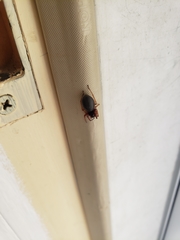 Araneae