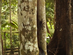 Avicularia juruensis