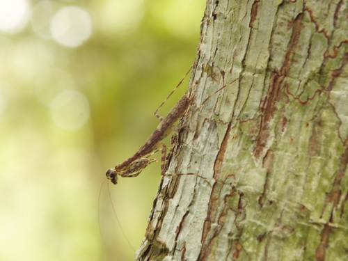 Liturgusidae