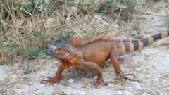 Iguana iguana
