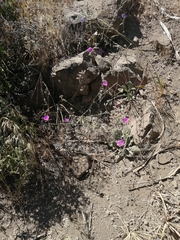 Cistanthe grandiflora