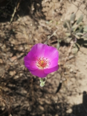 Cistanthe grandiflora