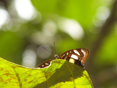 Metamorpha elissa