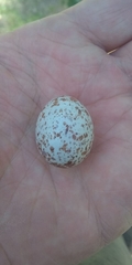 Agelaioides badius