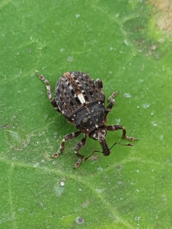 Phrydiuchus topiarius