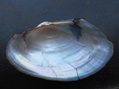 Anodontites trapesialis