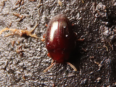 Scaphidema metallicum