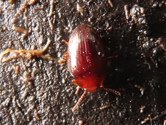 Scaphidema metallicum