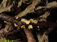 Hymenoscyphus calyculus