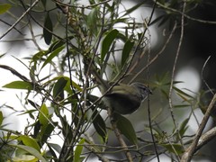 Phyllomyias fasciatus