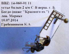 Tachysphex blattivorus