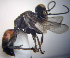 Tachysphex blattivorus