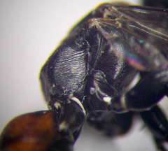 Tachysphex blattivorus