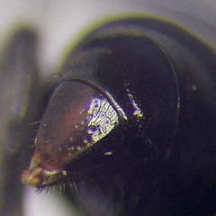 Tachysphex blattivorus