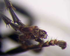 Tachysphex blattivorus