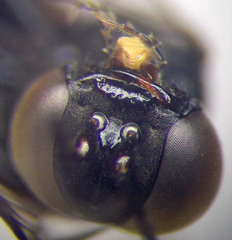 Tachysphex blattivorus