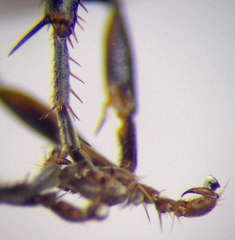 Tachysphex blattivorus