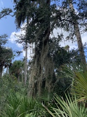 Tillandsia usneoides