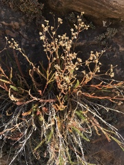 Ivesia sabulosa