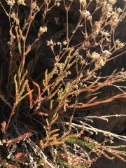 Ivesia sabulosa