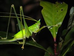 Daedalellus