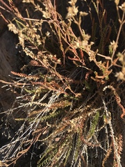 Ivesia sabulosa