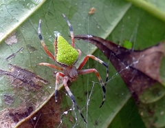 Eriophora nephiloides