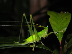 Daedalellus