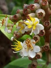 Miconia fallax