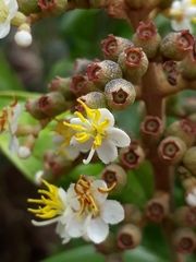 Miconia fallax
