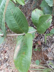 Miconia fallax