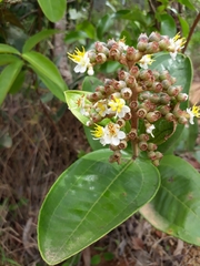 Miconia fallax