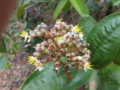 Miconia fallax