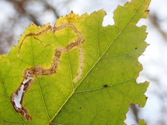 Agromyza alnibetulae