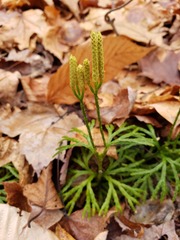 Diphasiastrum digitatum