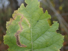 Agromyza alnibetulae