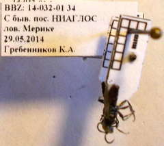 Tachysphex consocius