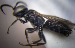 Tachysphex consocius