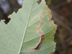 Agromyza alnibetulae