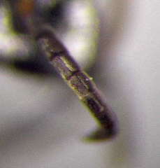 Tachysphex consocius