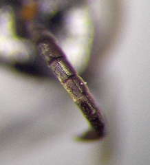 Tachysphex consocius