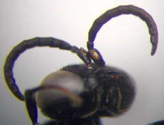 Tachysphex consocius