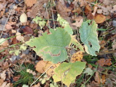 Agromyza alnibetulae