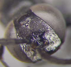 Tachysphex consocius