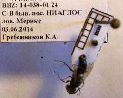 Tachysphex consocius