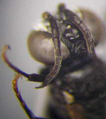 Tachysphex consocius