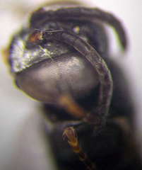 Tachysphex consocius
